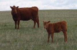Beautiful, healthy cows