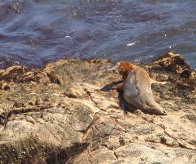 2011 Adventures on Santa Barbara Island by Jamie